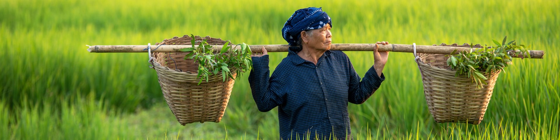 Eine Frau erntet Reis in einem Feld in Thailand