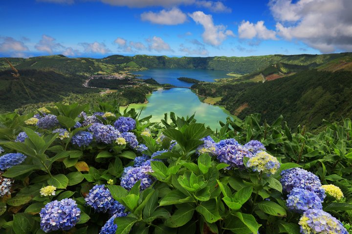 Sete Cidades auf São Miguel Hortensien während der Blütezeit bei Sete Cidades auf São Miguel