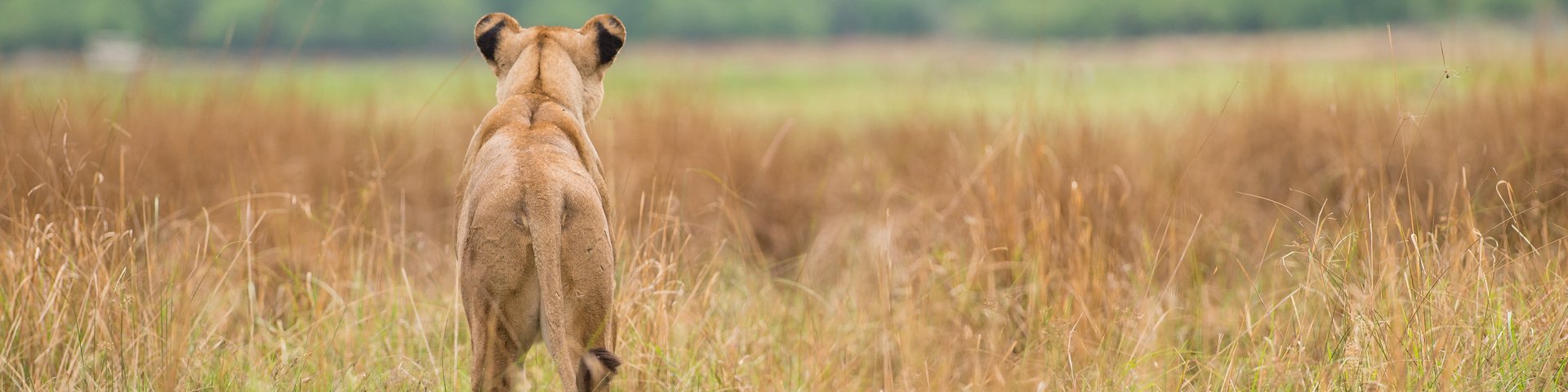 Löwe beobachtet die Umgebung in Botswana