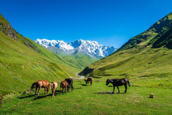 Pferde in der Bergwelt Swanetiens Pferde in der Bergwelt Swanetiens