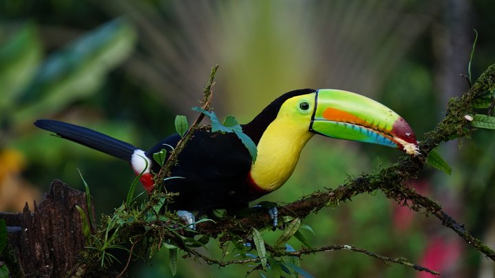Bunt gefärbter Tukan sitzt auf einem Ast